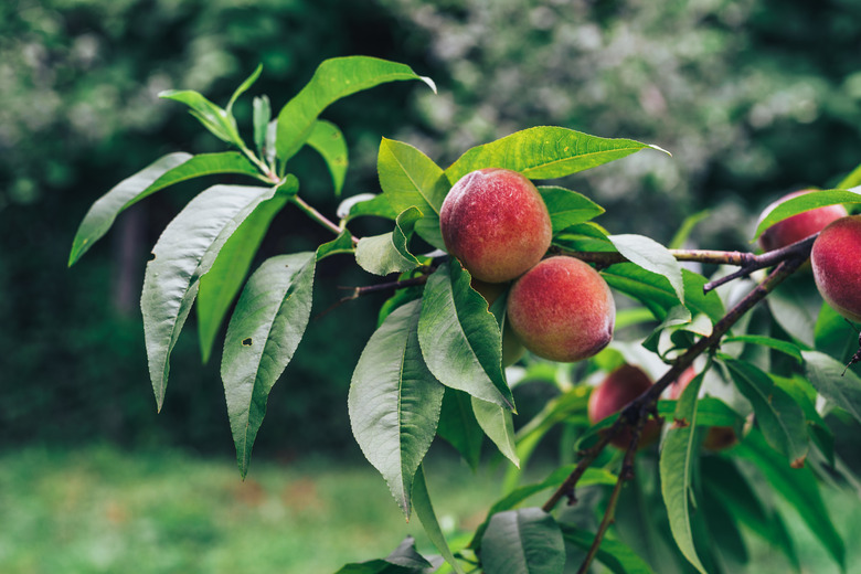 Beautiful Peach on a treeon a farm. Close up.