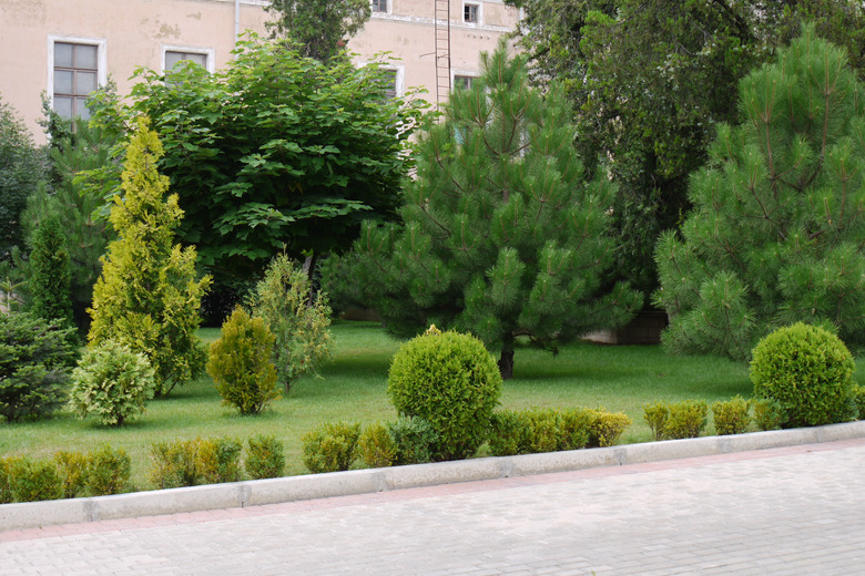 Landscape with decorative bushes and pines on a lawn near a pink house