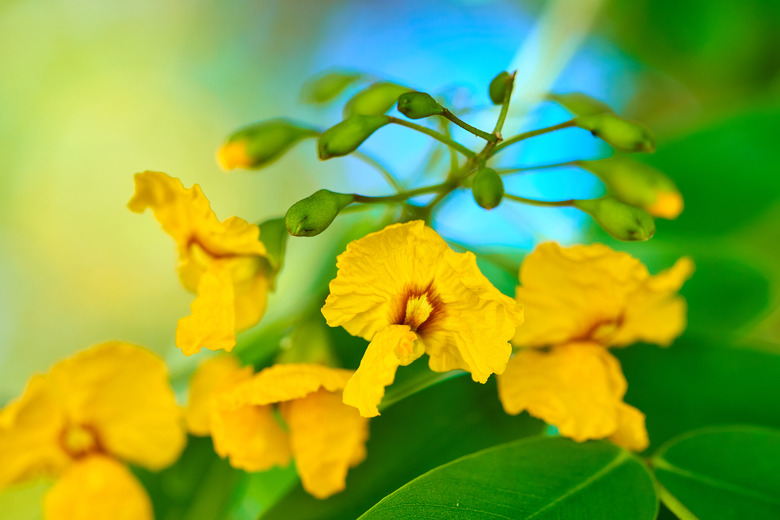 Tipuana tipu in bloom - Ornamental tree detail