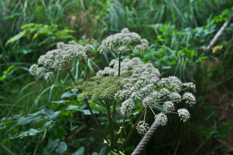 Fleurs d'Angélique sauvage