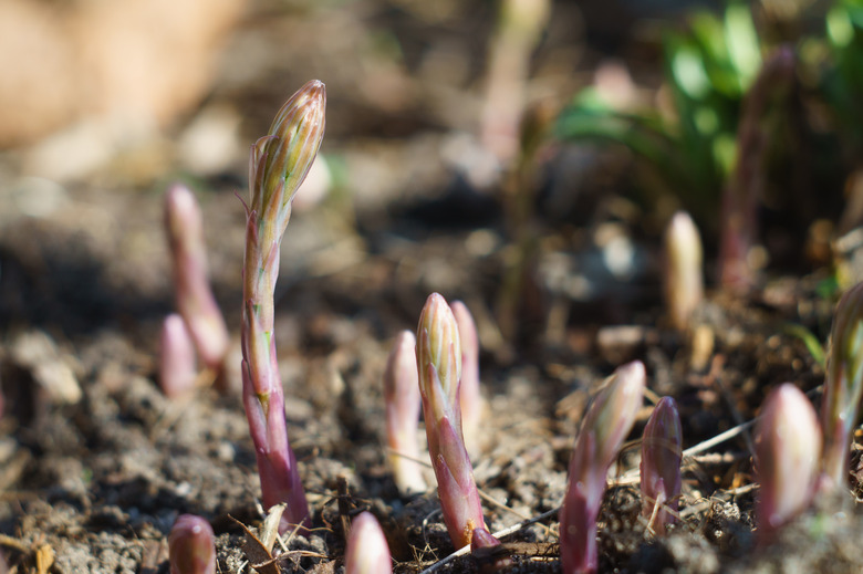 Young asparagus sprouts in the garden