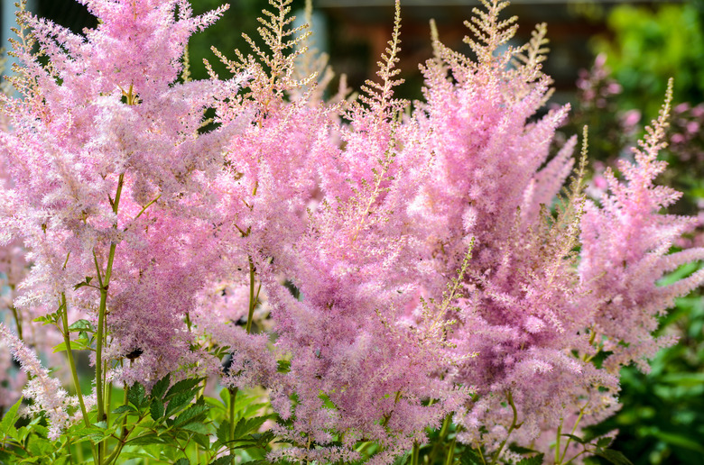 Flower of Pink Astilbe