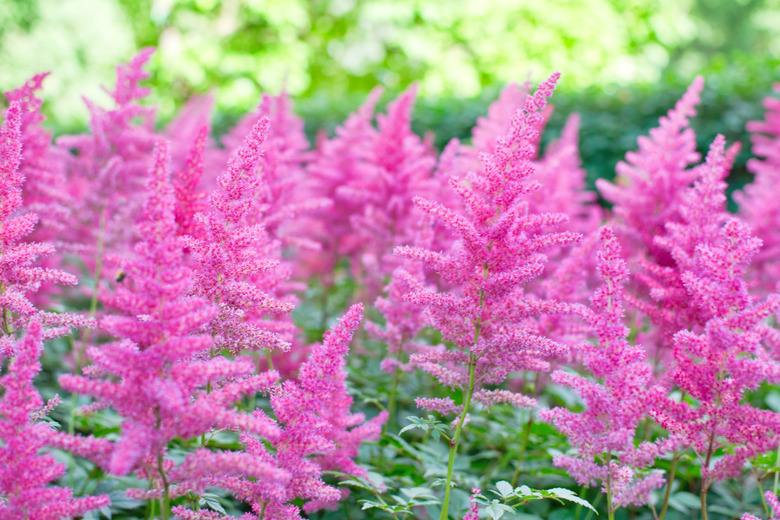 Astilbe flower (also called false goat's beard and false spirea)