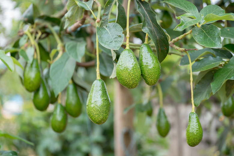 Avocados on a tree branch in sunny garden.