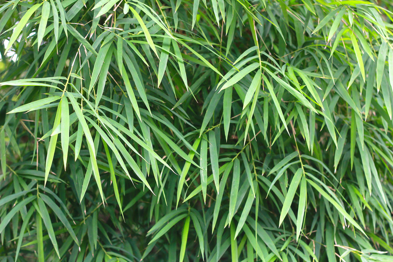 Bamboo