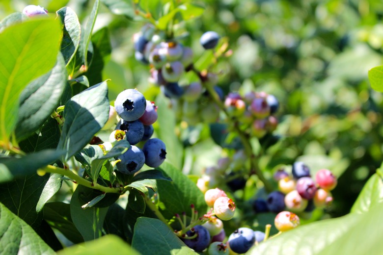 How to Grow Blueberries | Hunker