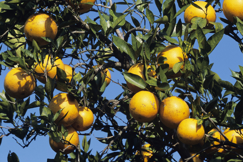 Calamansi tree