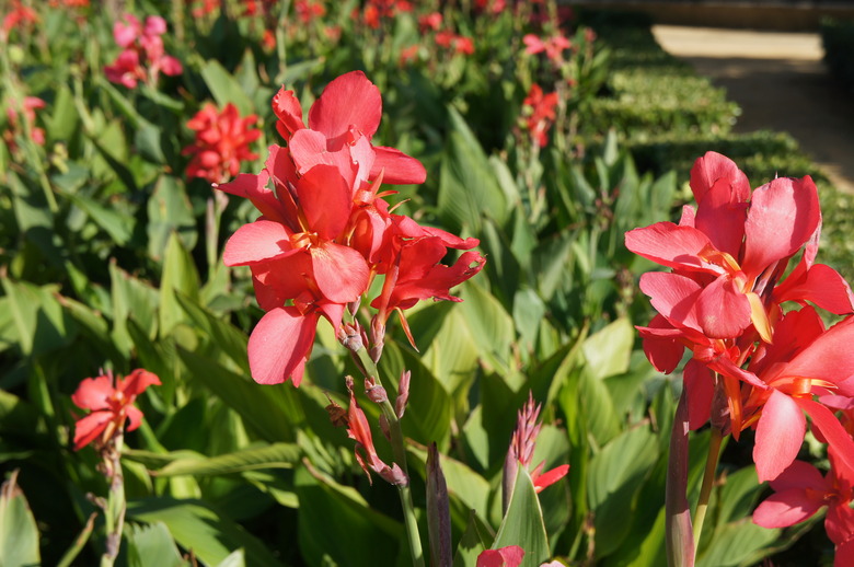 Canna indica or kana firebird red flowers