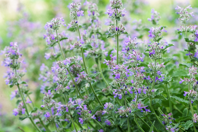 catmint