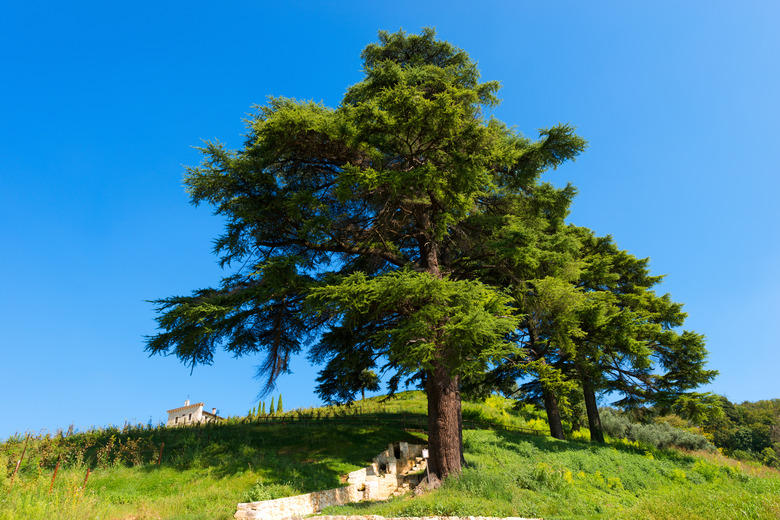 Cedars of Lebanon - Cedrus Libani