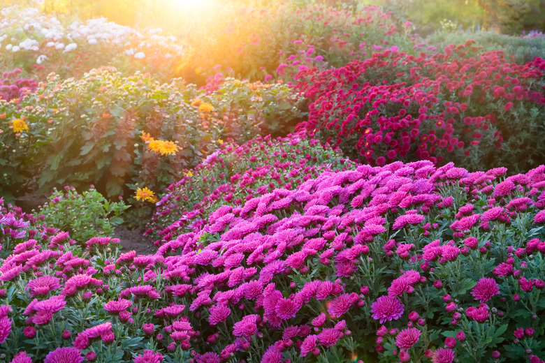 Purple chrysanthemum flowers at sunny day.