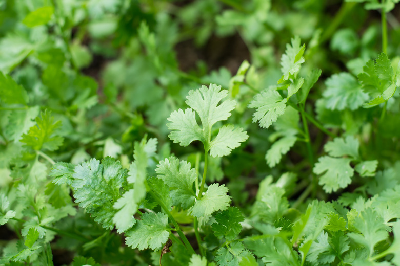 Health benefits of coriander. Coriander is loaded with antioxida