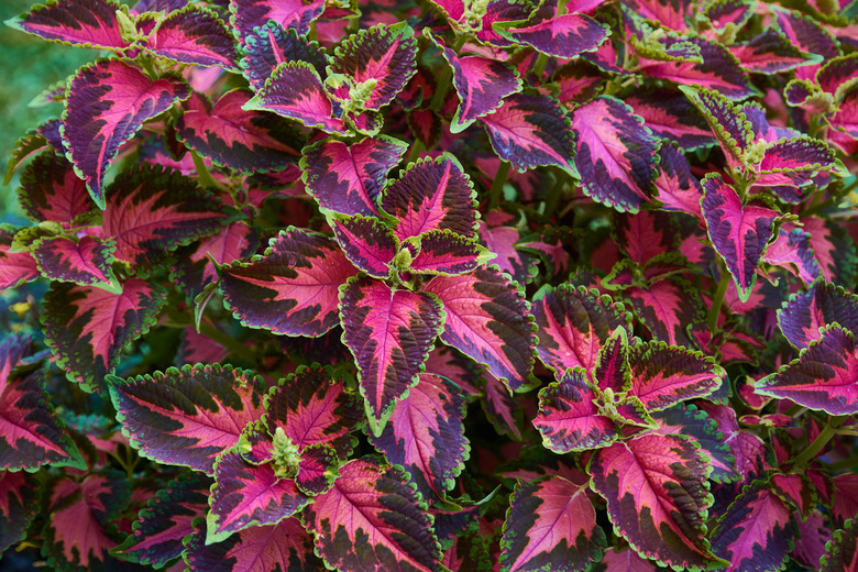 Decorative composition of multicolored coleus flowers. Ornamental deciduous plant. Decorative floral arrangement of flowers in autumn garden, autumn bouquet.