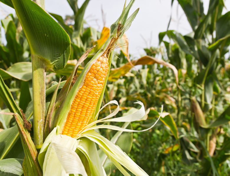 Detail of corn on the stalk in the middle of the plantation