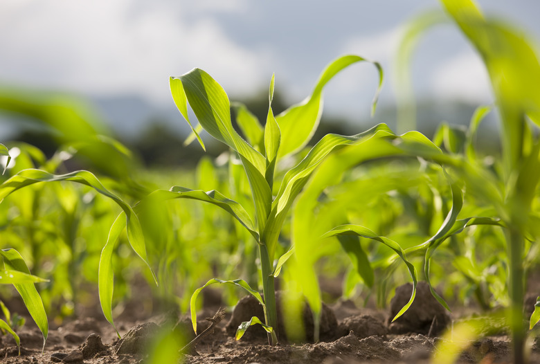 How to Grow Corn | Hunker