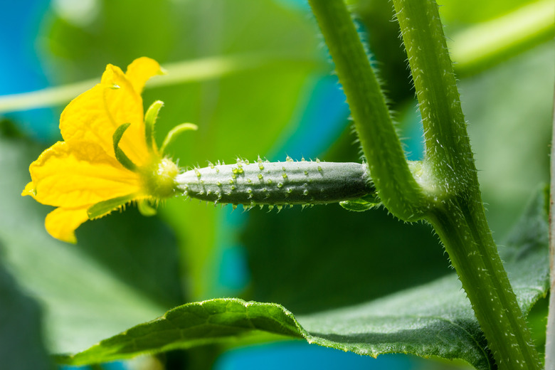 Yellow flower on small cucumber plant.