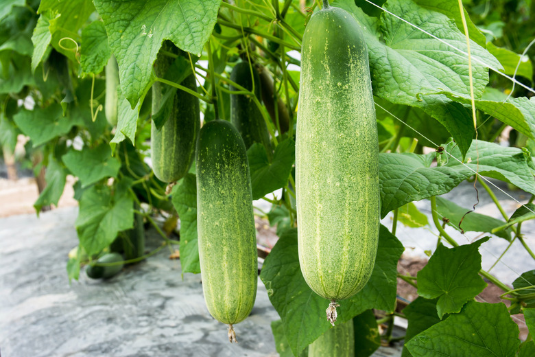 Closeup cucumber growing at farm background