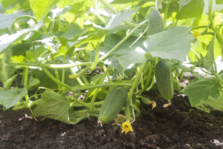 Cucumbers grow in the garden