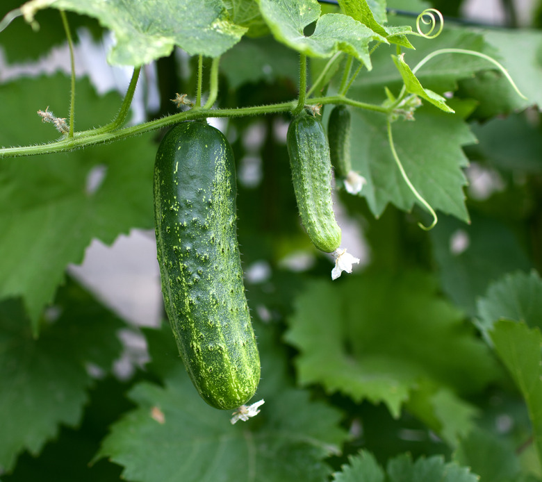 Cucumbers