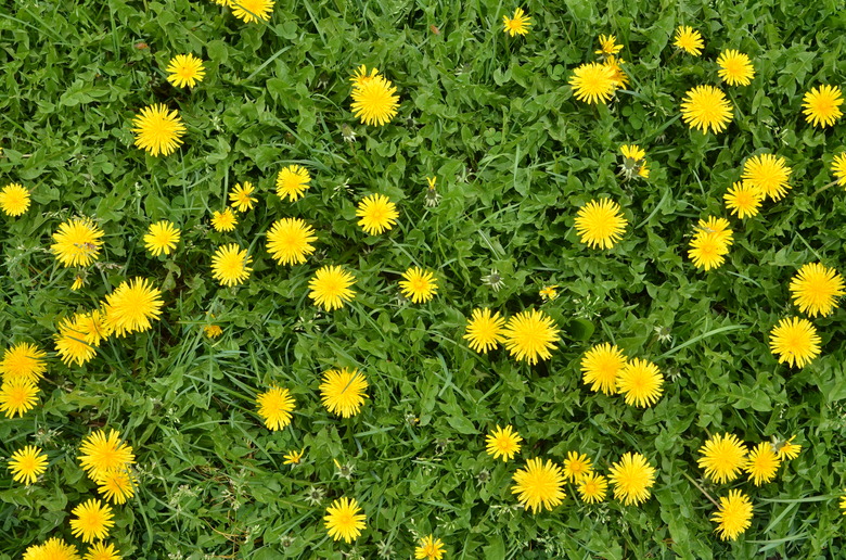 Blooming dandelion flowers in green grass