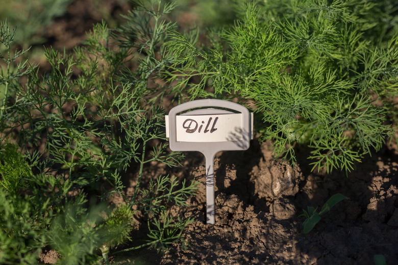 Dill grows in the garden.