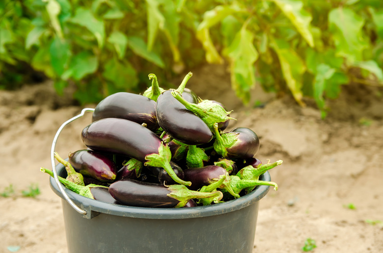 Bucket with freshly picked eggplants on the background of plantations. Picking of fresh vegetable. Growing organic vegetables. Agriculture, farming. Aubergine. Selective focus