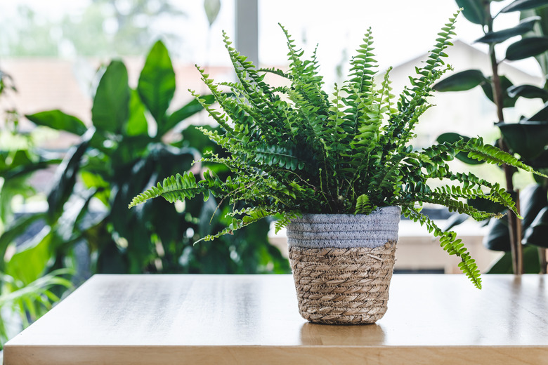 Nephrolepis exaltata (Boston fern, Green Lady) on wooden table