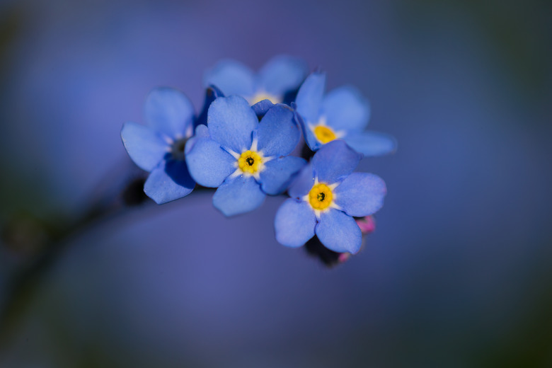 Forget me not