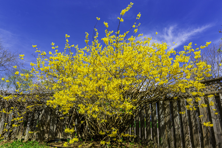 Forsythia, a flower of Spring