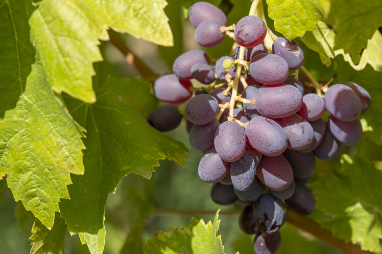 Close-up on a ripe bunch of red purple grapes