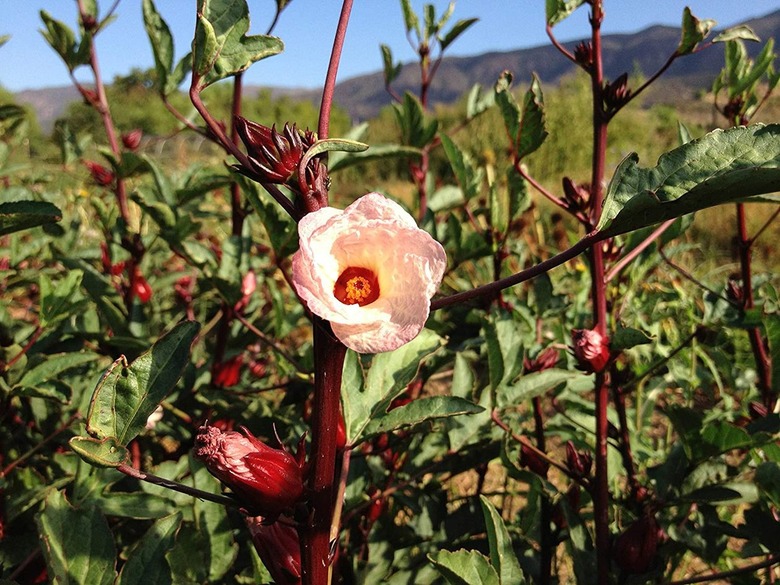 Hibiscus sabdariffa