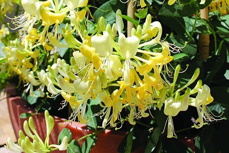 Scentsation honeysuckle (Lonicera) shrub.