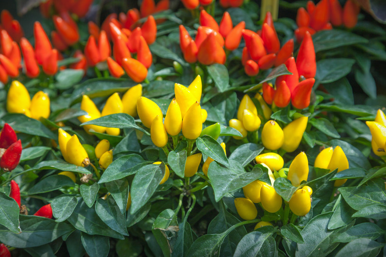 Ornamental pepper