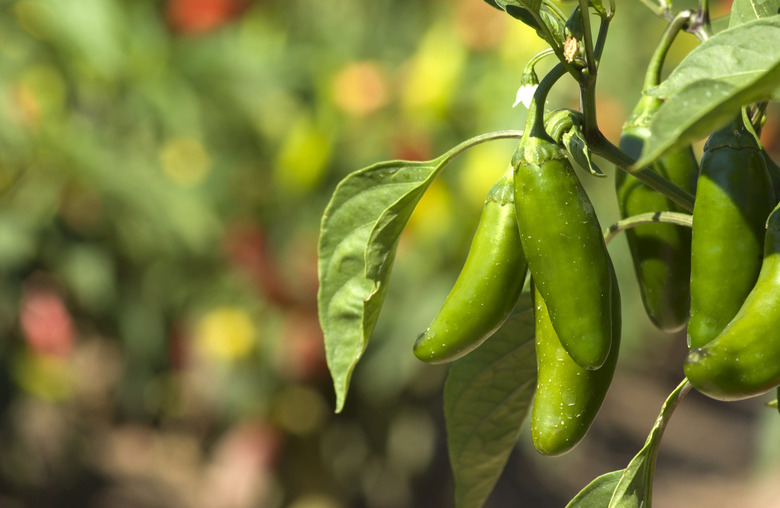 Jalapeno Chile peppers on vine