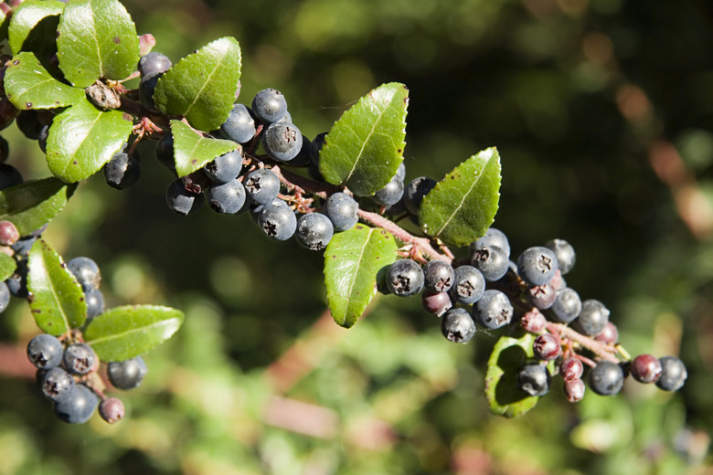 Huckleberries