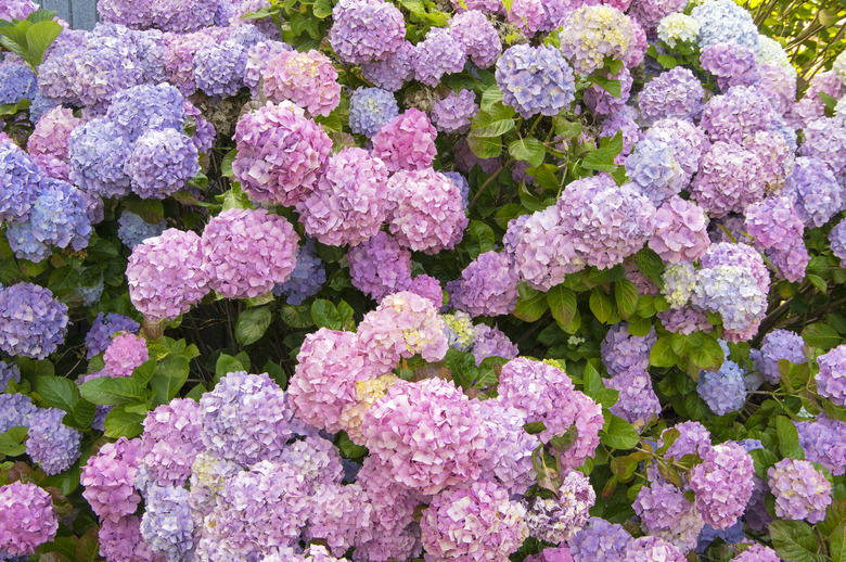 Colorful hydrangeas, Zumaya, Guipuzcoa, Basque Country, Spain.