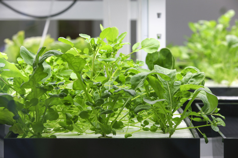 Hydroponics, LED light illuminated