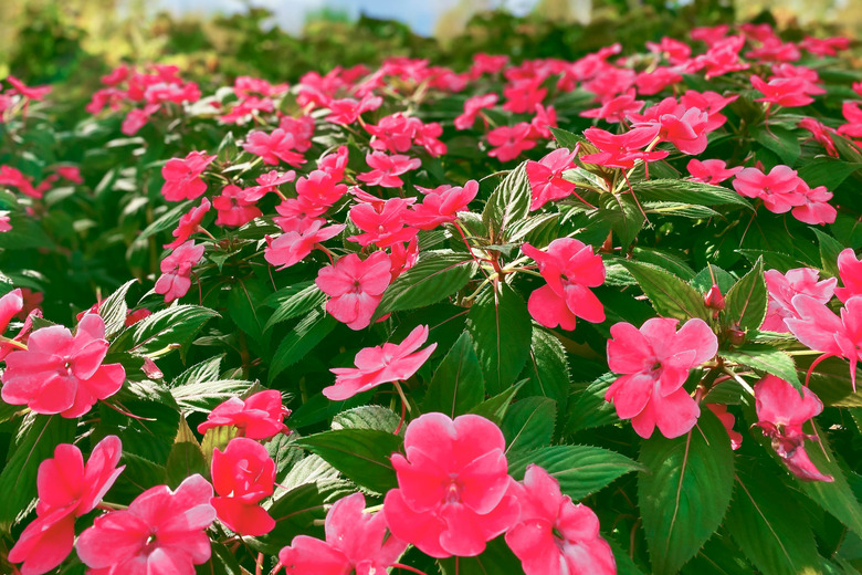 Pink Impatiens