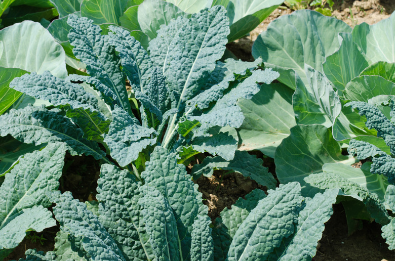 Kale and Cabbage Plants