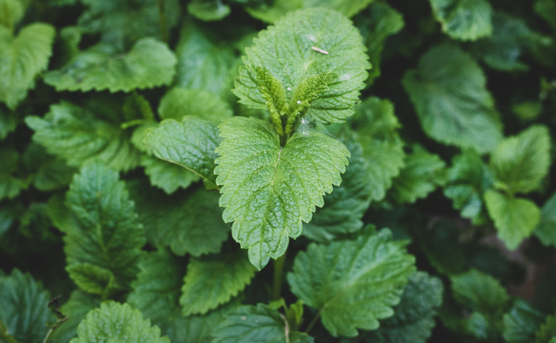 Fresh Lemon Balm (Melissa Officinalis)