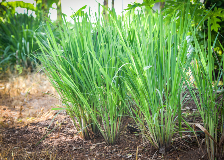 Lemon grass plant tree growing on the garden plantation for food and herb leaf