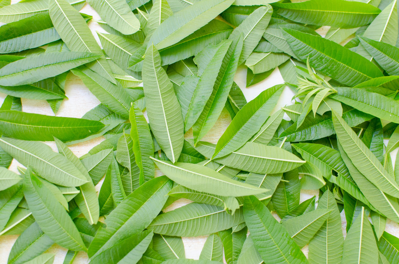 Aloysia citrodora - Lemon Verbena Leaves