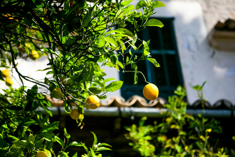 Close-Up Of Fresh Lemons On Tree Against House