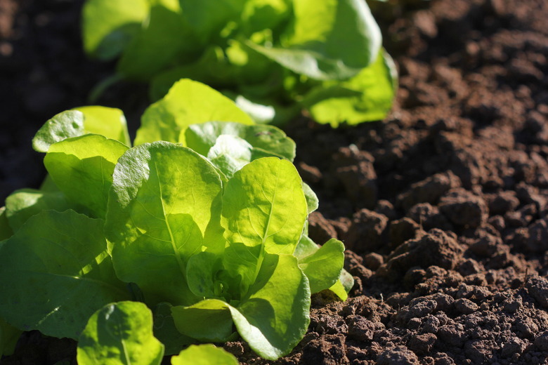 Green lettuce growing in the garden, growing. Healthy vegetarian food