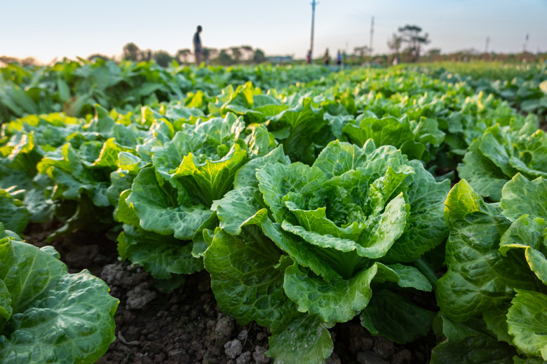 lettuce field near sunset