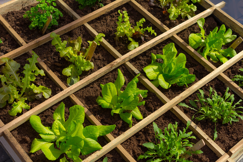 Square meter of urban vegetable garden