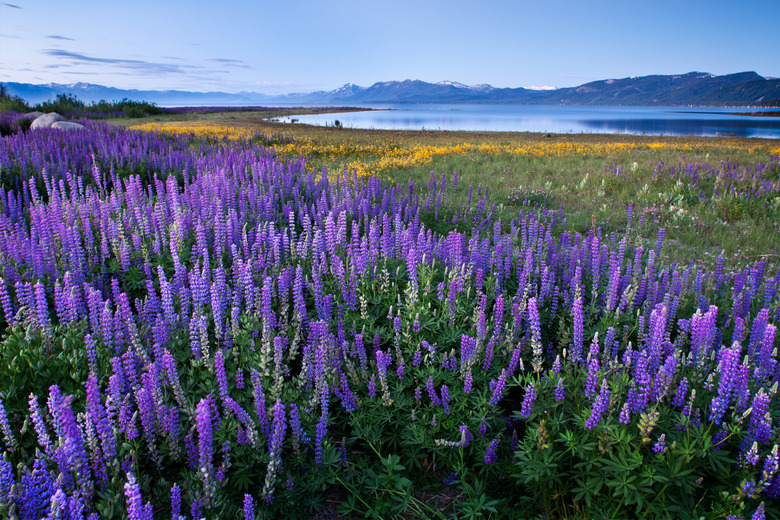 Lupine Meadow - Lake Tahoe, California