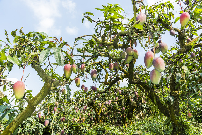 a lot of mango trees in the orchard