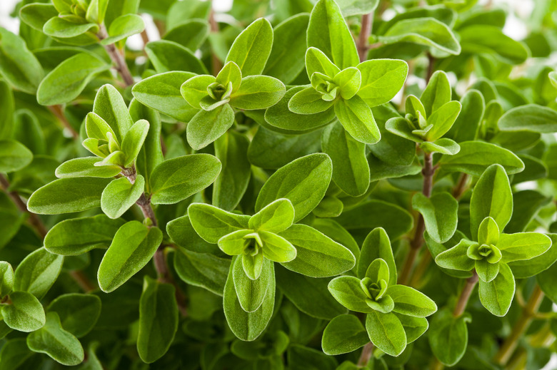 Marjoram