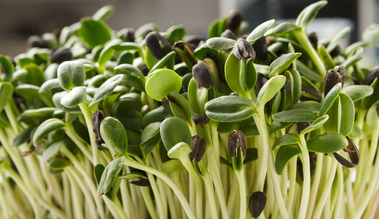 Organic growing micro greens closeup